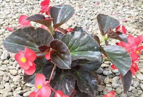 第一章：移植前的准备， 就像出门前的打扮