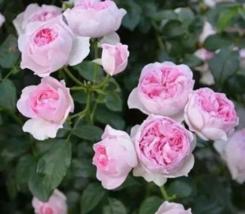 月季花， 美丽绽放的秘密