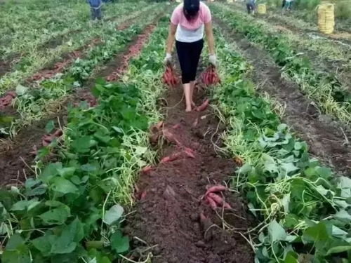 红薯喷农药，真的Neng吃吗？