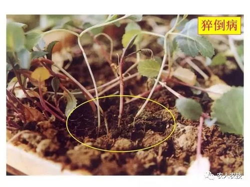 吡唑醚菌酯：真菌病害的防范大师