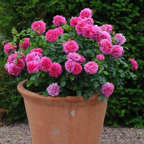 黛莱丝布涅月季的花期有多长？