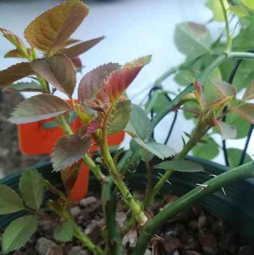 第一坑：只kan花色不kan种类