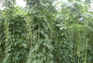 四季桂在冬天种植是否合适，寒冬里种植四季桂会影响其生长吗
