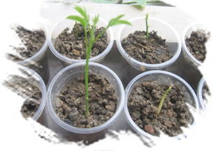 紫藤发芽那些事儿