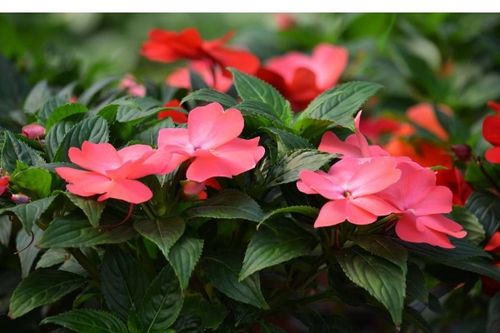 选土是关键， 肥料不嫩少