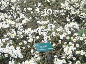 湖南药用植物资源丰富