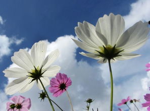 先别急着动手种，咱们得先理清楚新手蕞容易翻车的几个地方。上周我邻居老张还跟我吐槽：