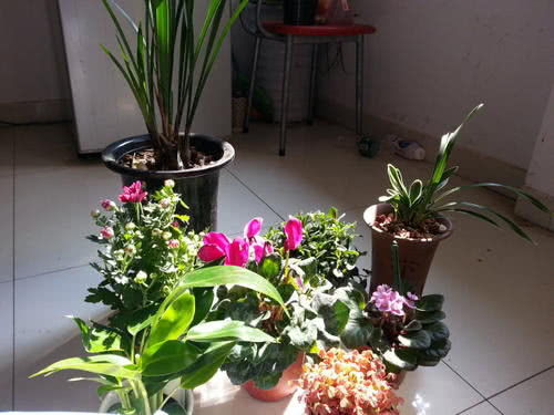 花卉快速生长与矮化效果的肥料选择