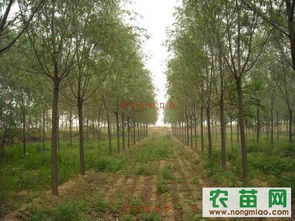 黄金柳树的繁殖方法