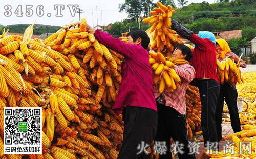 玉米成熟之谜：揭秘收获时辰