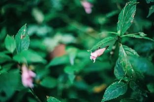 红柳，你真的是花草吗？