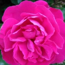 玫瑰原产地之谜