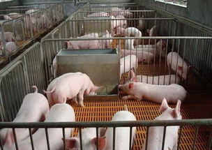 冬季仔猪保暖五招：保温箱、垫草、供暖、通风、监测