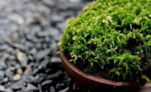 为什么这些花草不怕干？