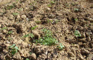 东北土当归的快速繁殖及栽培管理