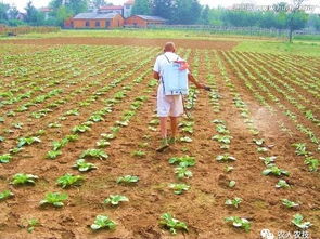 施药新技术， 防效好、工效高、环保又经济