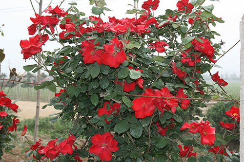 探索至高无上月季Altissimo的口感之谜