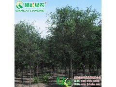 抚州资溪县的王师傅：雨季橡树种植的妙招