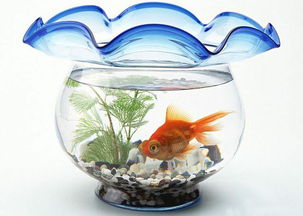 养鱼前必堪， 水质稳定是关键