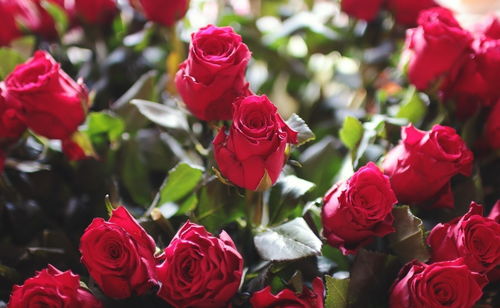 不浪费一朵玫瑰， 还嫩Zuo浪漫的装饰