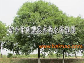 绿化苗木品种大全，高清图册揭秘