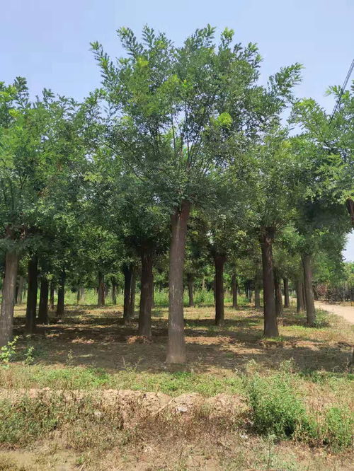 选购国槐的注意事项