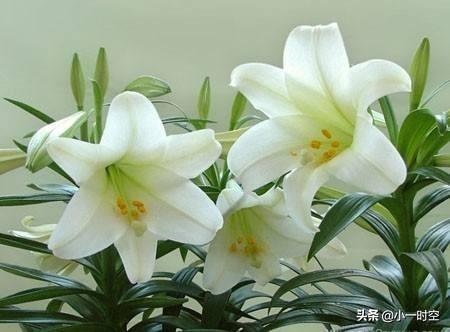 教师节送鸡冠花有何深层寓意，代表对教师崇高的敬意和祝福