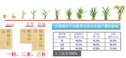 稻草飞40%氰氟草酯水稻田除草剂