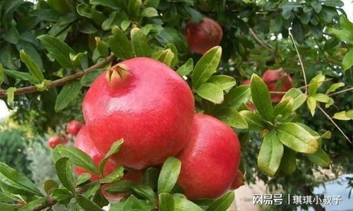 庭院石榴栽种，需掌握适宜土壤、光照和修剪技巧