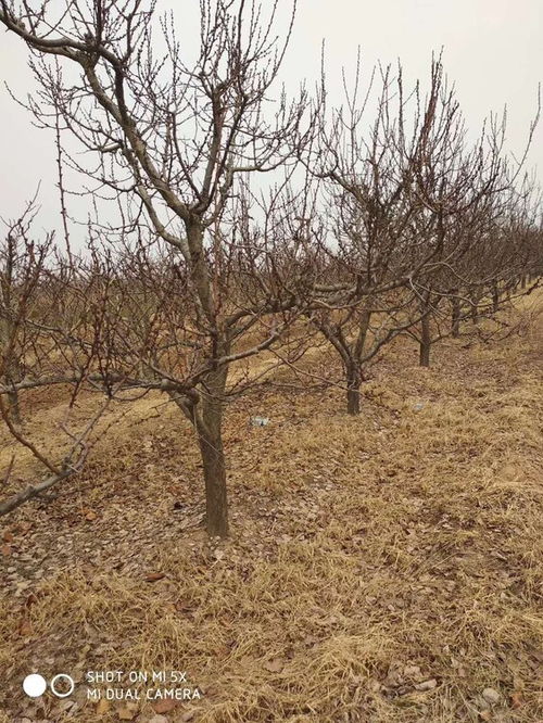 杏树种子， 秋收冬藏的秘密