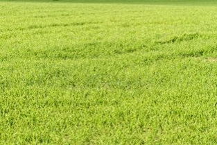 黑土的脾气：肥力高， 但也有讲究