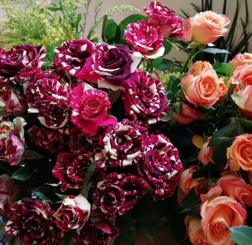 1. 选择合适的植物