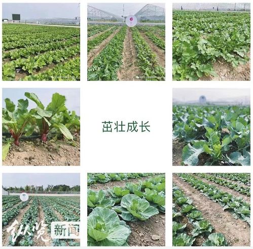 十字花科奇观，农业育种新亮点