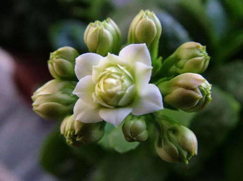 折断花梗， 保持导管正常