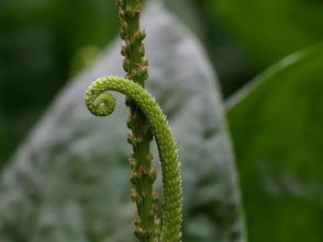 种植户须知：车前草的采摘时机