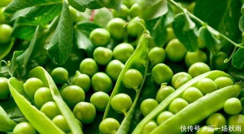 豌豆苗期除草剂的较量：封闭除草剂的双刃剑