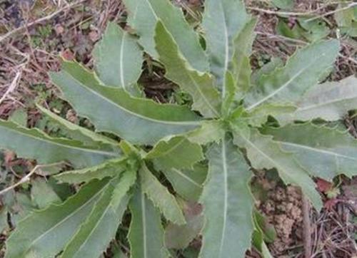 板栗叶子被乙草胺熏焦了叶子有毒吗？如何处理？