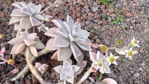 选地与土壤：这可是关键一步哦！