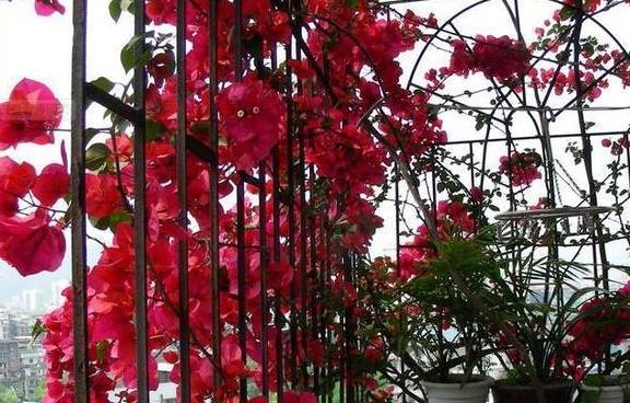 紫叶李的养护之道：如何让它枝繁叶茂、 花开似火