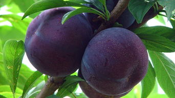 早熟蜜李——蜜甜如蜜