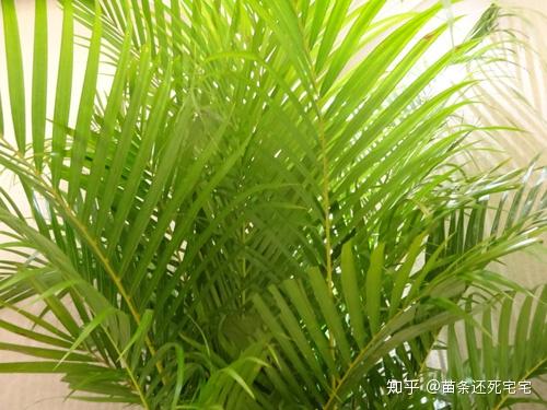 散尾葵叶子施肥，如何选择合适的肥料
