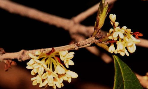 桂花嫁接膜，如何巧妙拆分