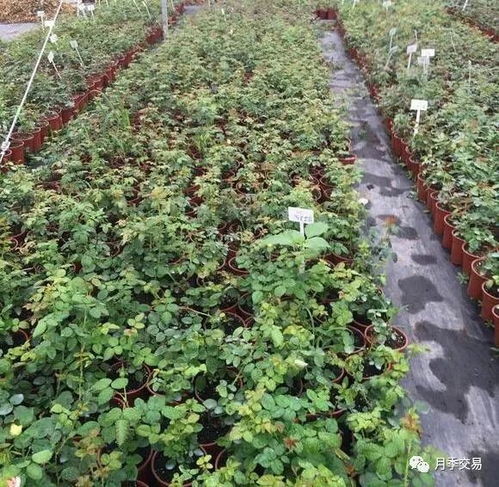 月季种植， 创新之路