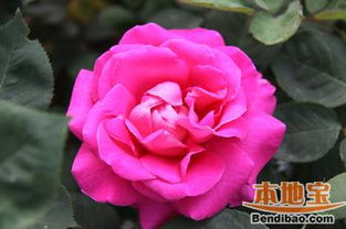 春日盛景， 月季花展美不胜收