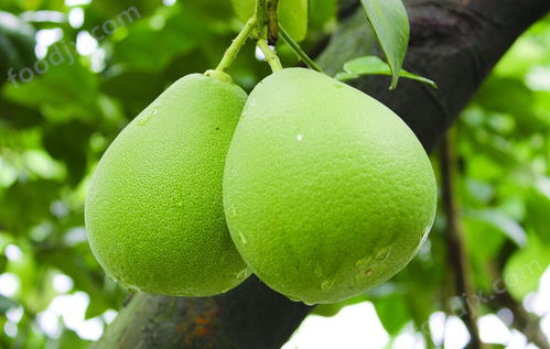 农户们是怎么种柚子的呢？