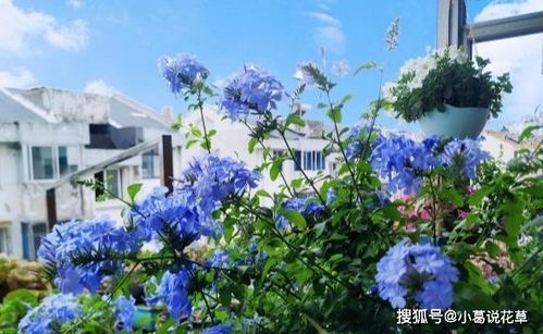 蓝雪花打顶的最佳月份是几月？修剪时间和具体方法是怎样的