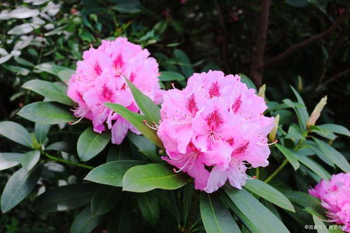 杜鹃花施肥与养护，掌握技巧