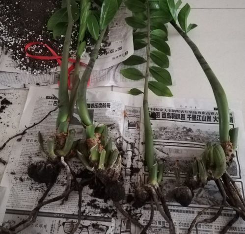 花盆烂了如何挽救植物
