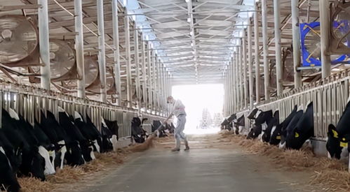 规模化养殖需土地、水源、饲料、技术、管理