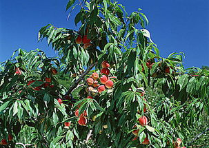 价格差异的奥秘